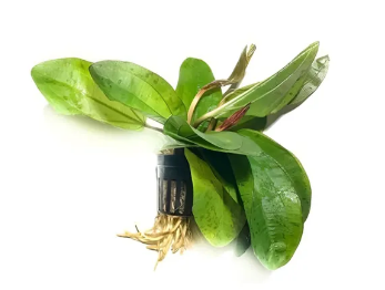 Эхинодорус Шлютера, в горшочке